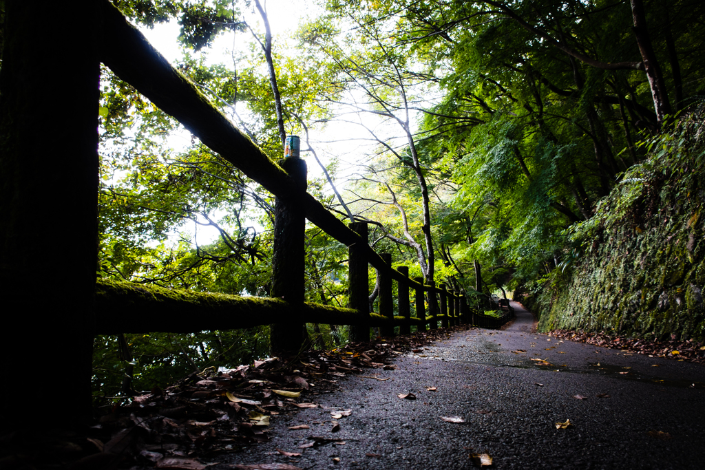 苔むす道