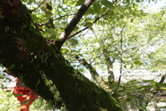 平野神社にて