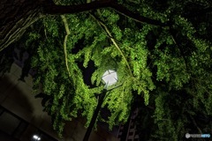 夜