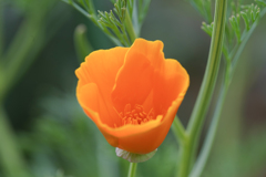 F0075