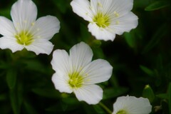 F0005