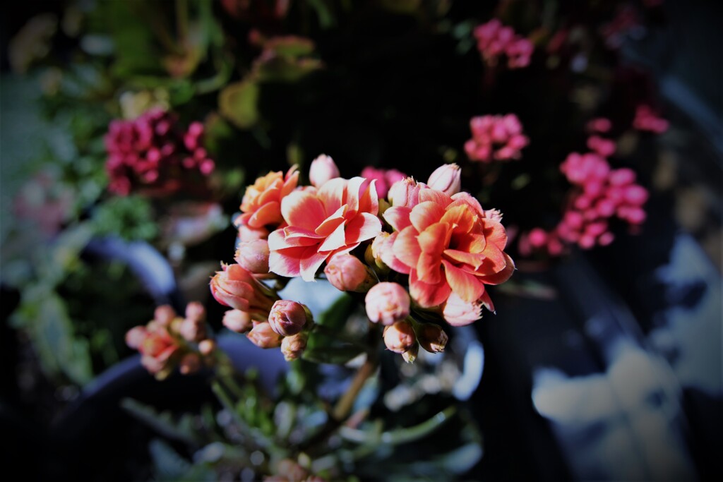 F0042