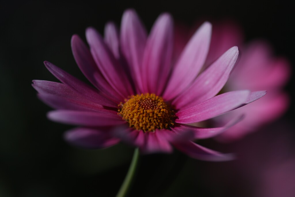 F0038