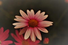 F0046