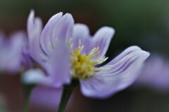 F0085