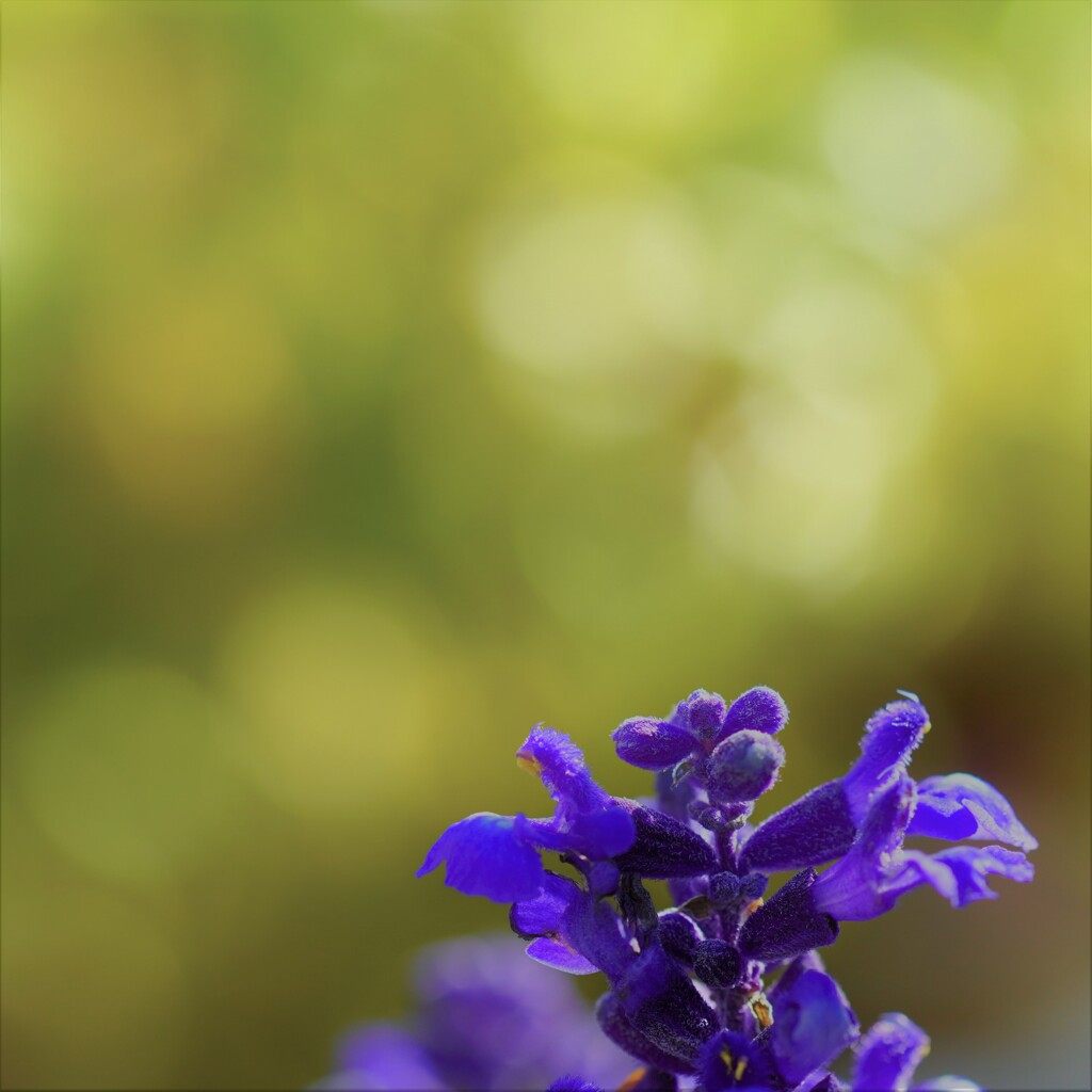 蕾3
