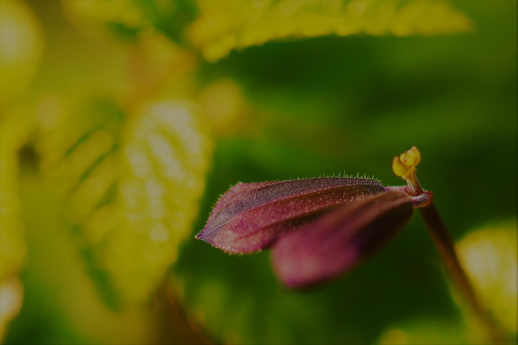 蕾4