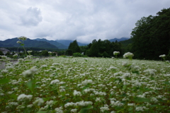 蕎麦の花