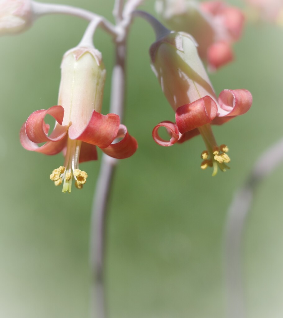 コチレドンの花