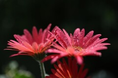F0033