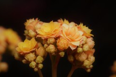 F0067