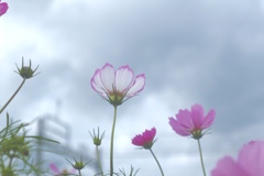 阿部の引退が寂しい