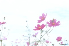 伸びる