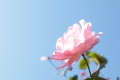 下から