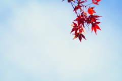 青と紅葉のコントラスト