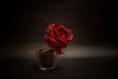 一輪の薔薇　NIKKOR-S Aut 50mm F1.4(初代)