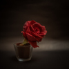 一輪の薔薇　NIKKOR-S Aut 50mm F1.4(初代)