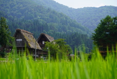 夏の白川郷