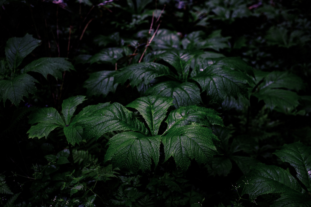 _DSF3687