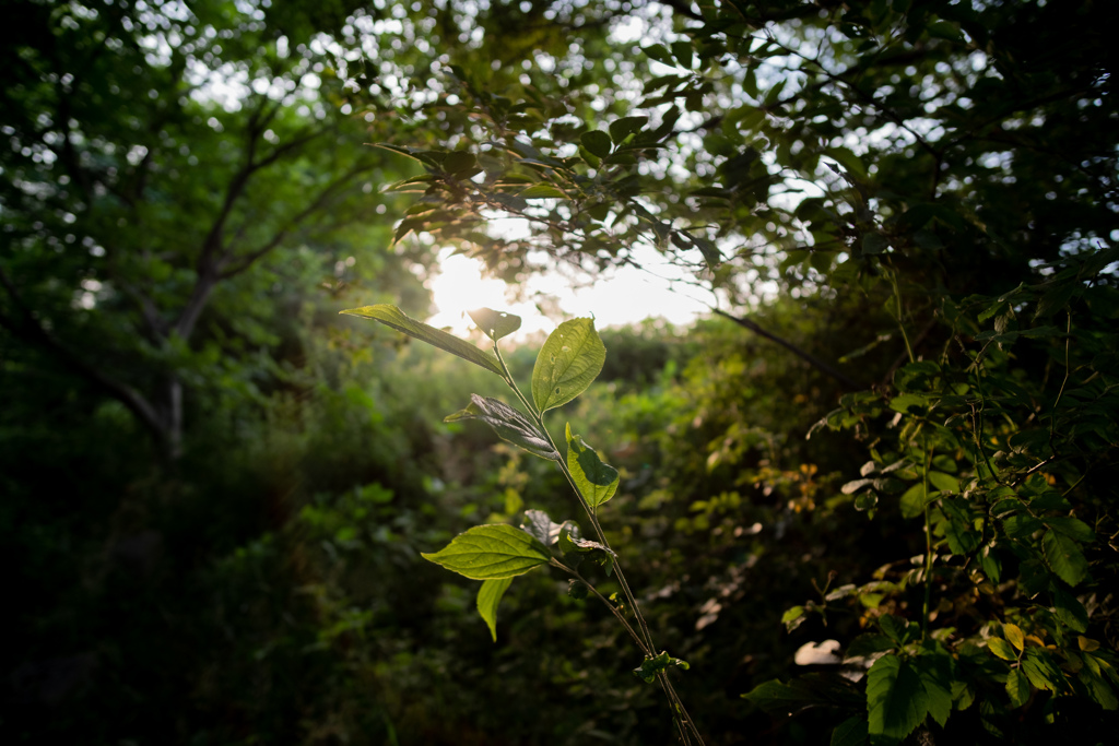 _FJX0043