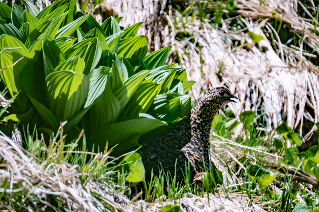 _FJX0615