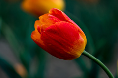 _FJX0133