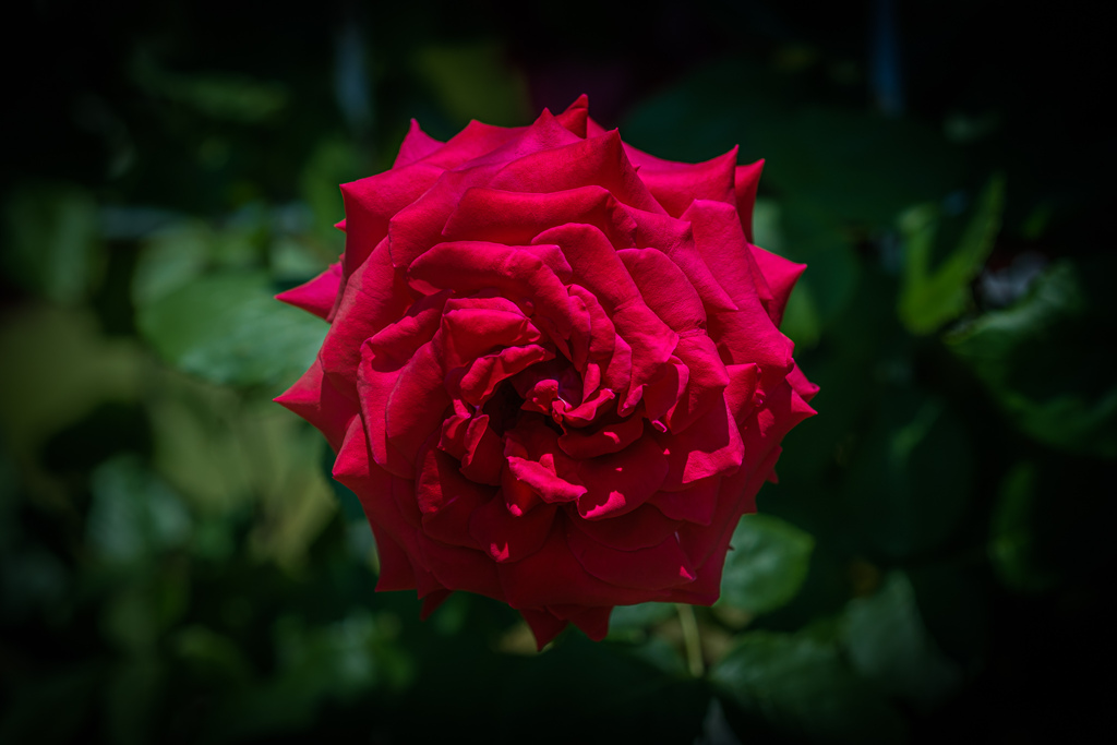 _DSF2747-3