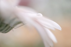 雫