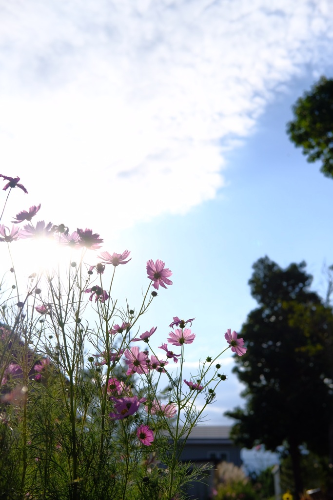 秋桜