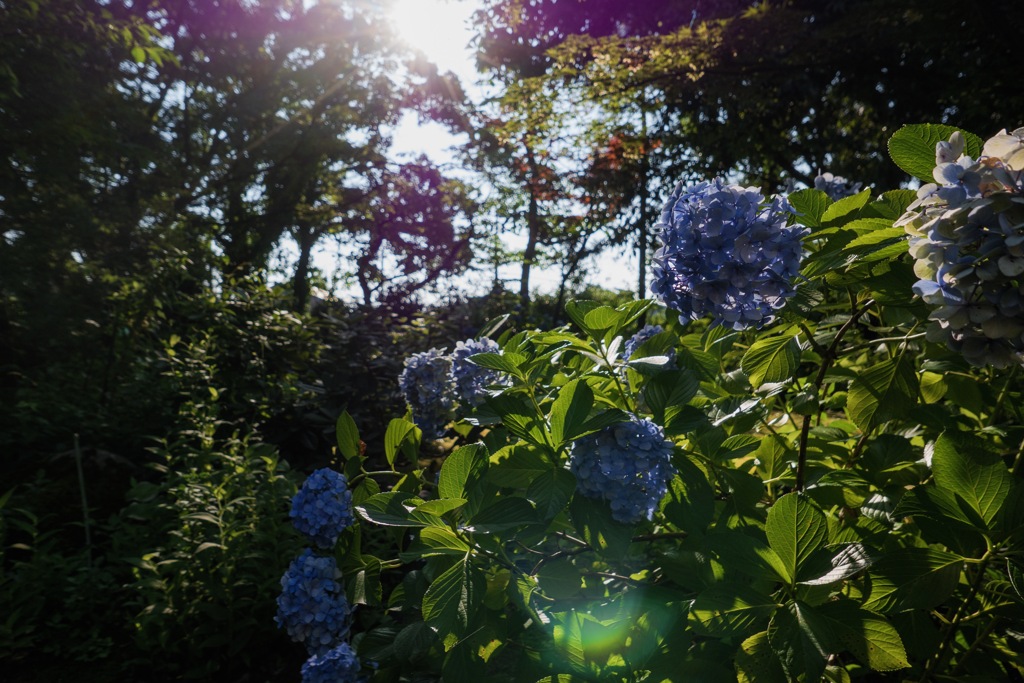 ある夏 日差しの暇