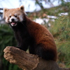 レッサーパンダ