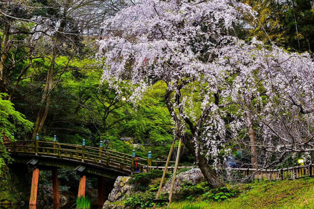 浜松城公園 日本庭園