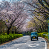 佐鳴湖公園 桜トンネル