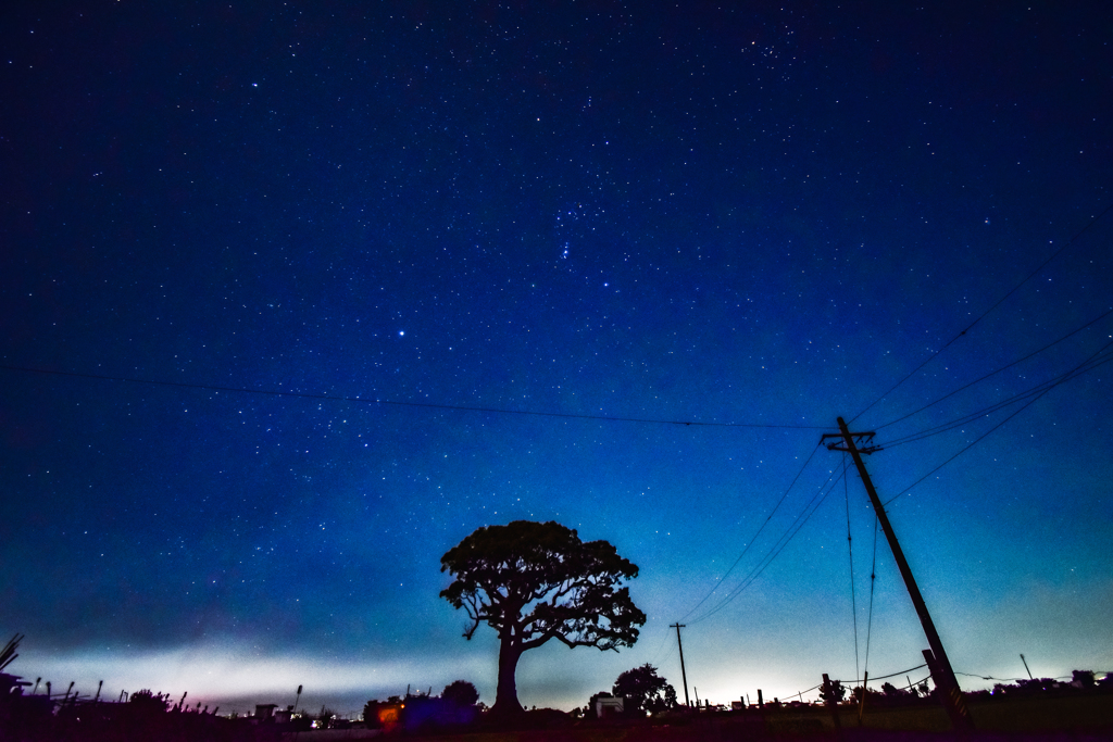 長太の大楠と星空