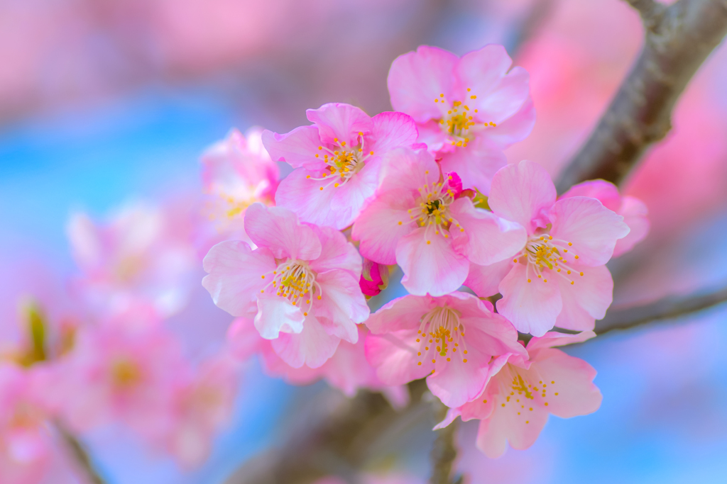 佐鳴湖公園 河津桜