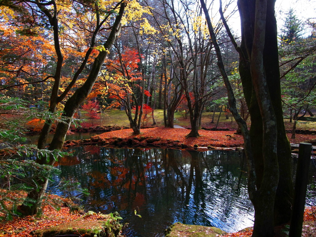 紅葉した池