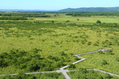 湿原の遊歩道