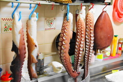 台所でタコを干す