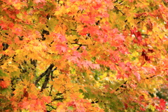 近所の紅葉