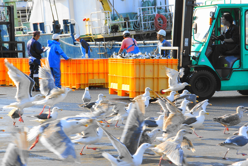 サンマの水揚げ