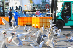 サンマの水揚げ