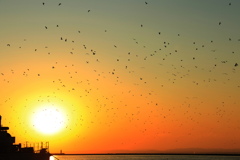 夕日と海鳥