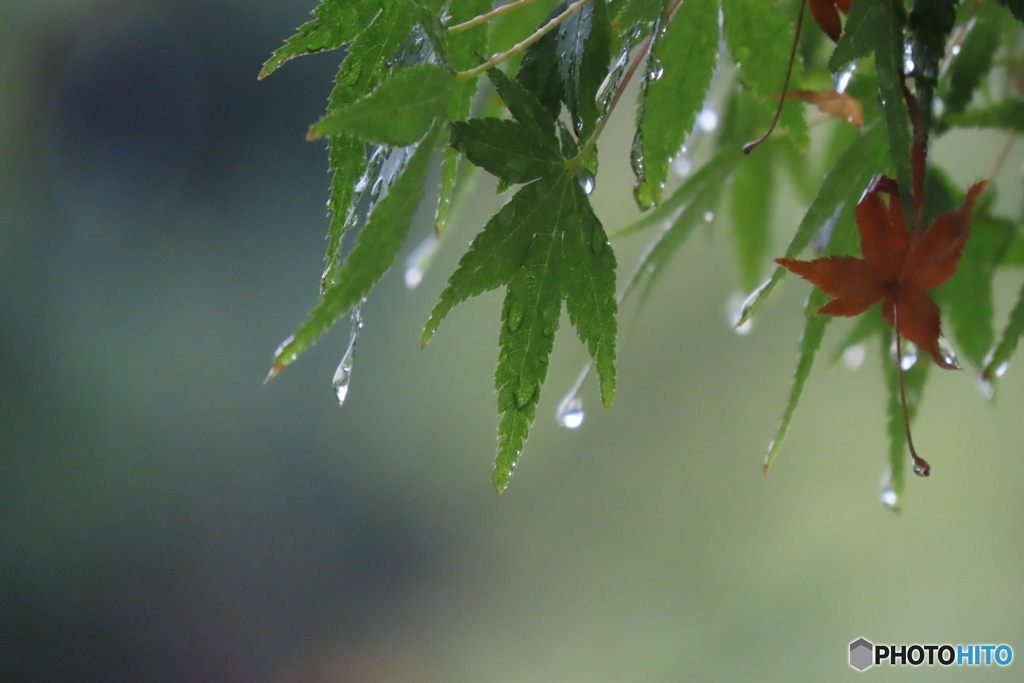 雨です