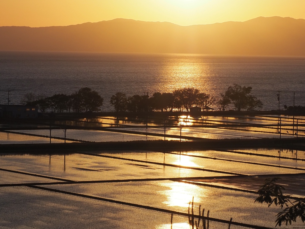 水田に映り込む夕陽