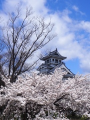 桜と長浜城