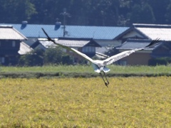 コウノトリ