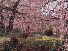 お花のパラダイス