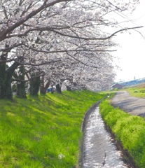 桜並木