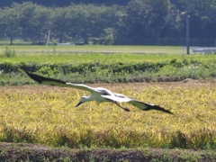 コウノトリ