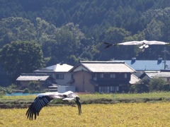 コウノトリ